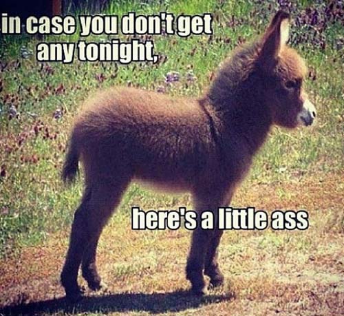 a-little-donkey-ass.jpg