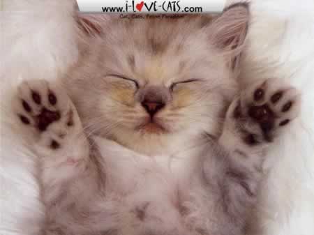 Adorable-Cats-Screensaver.jpg