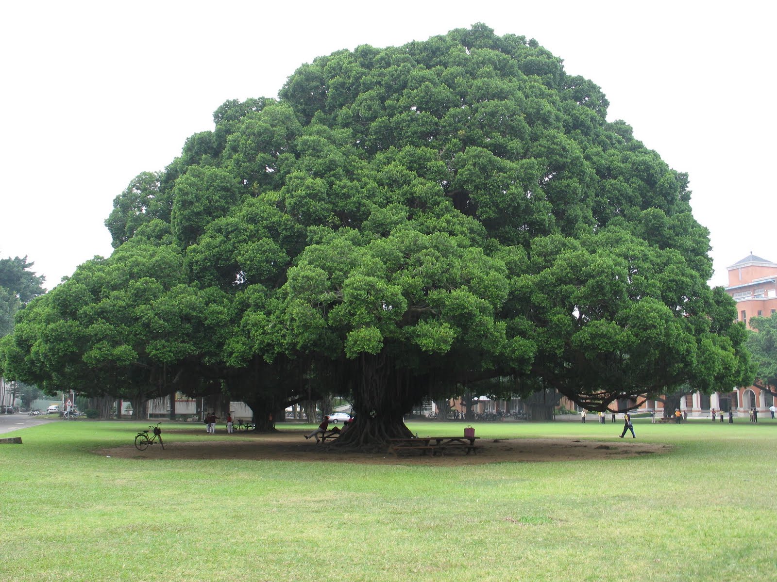 big tree.JPG