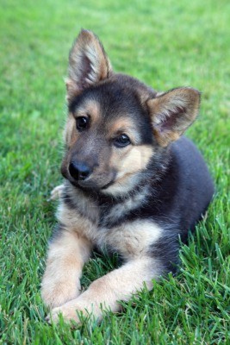 cute-german-shepherd-puppy.jpg