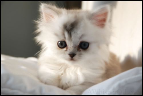 Cutest_Kitten_Ever.jpeg