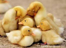 duckys.jpg