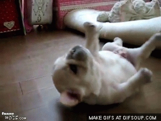 french-bulldog-cant-roll-over-o.gif