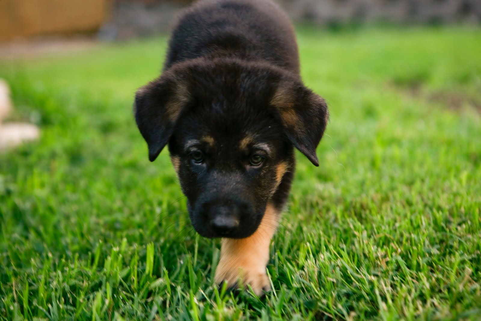 German_Shepherd_Puppies.jpg