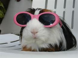 guinea pig pink glasses.jpg