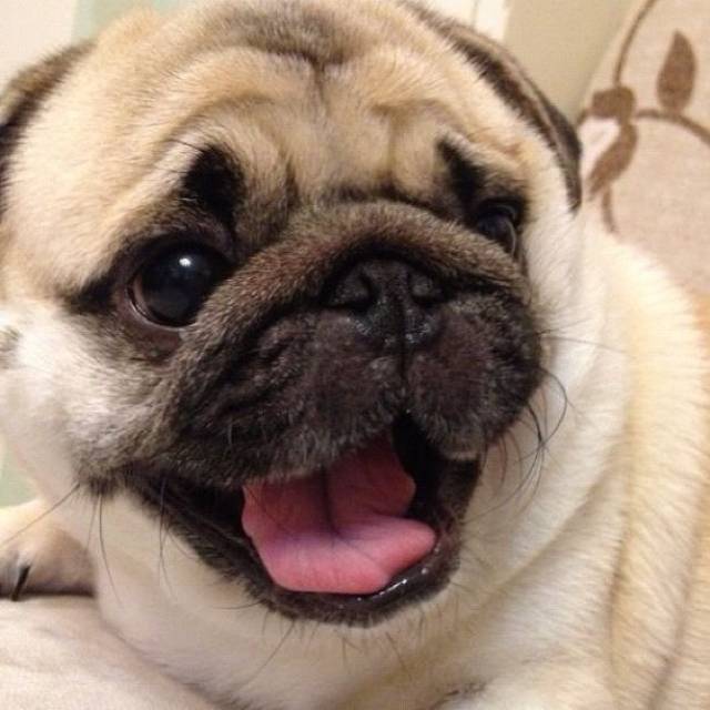 honey-cutest-pug-mouth.jpg