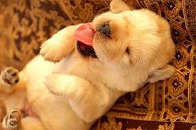 ily puppy!.jpg