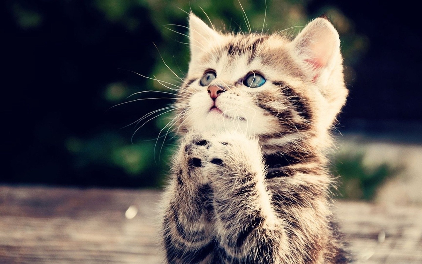 kitty cat.jpg