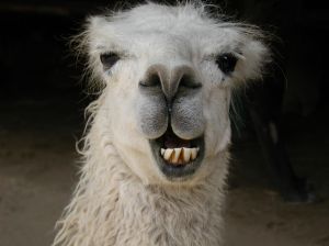 llama.jpg