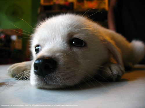 lovely-2ddog-small2.jpg
