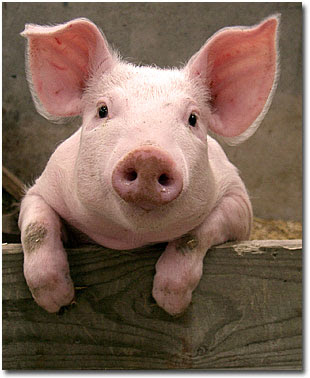 piggy.jpg
