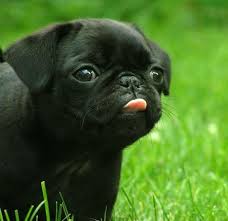 pug.jpg