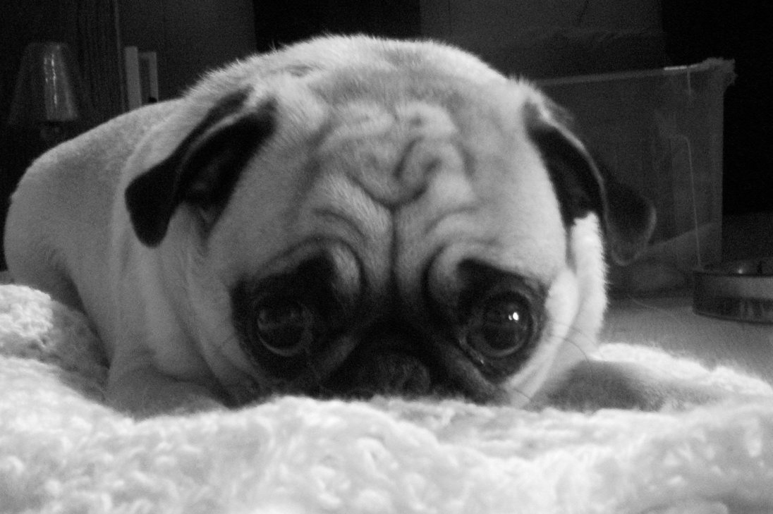 Pug_Peddler_by_thehwic.jpg