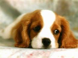 Puppie!.jpg