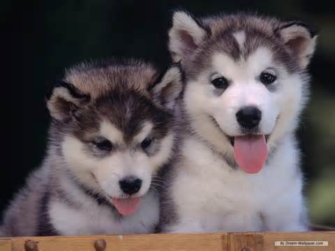 puppy.jpg