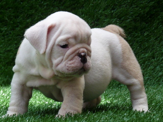 puppy.jpg