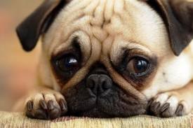 puppy.jpg