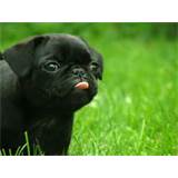 PUPPY.jpg