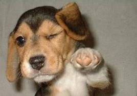 Puppy!.jpg