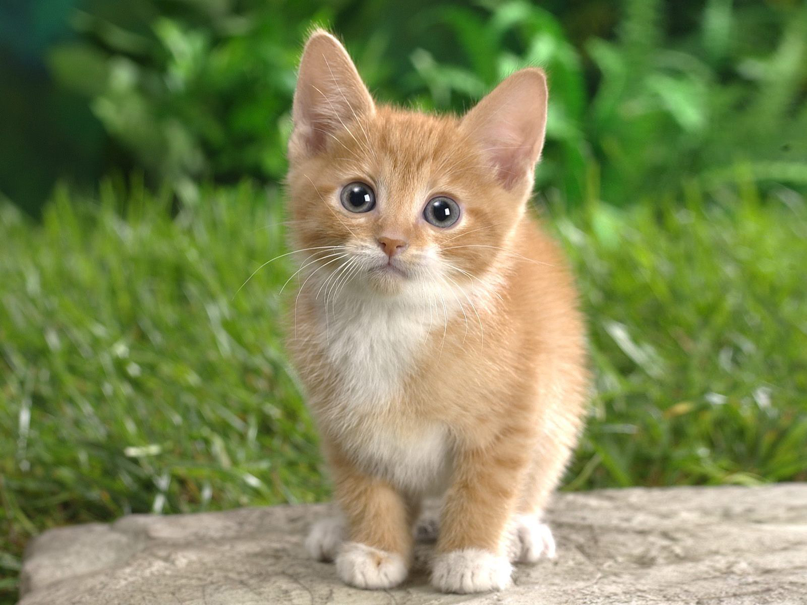 The-best-top-desktop-cat-wallpapers-7[1].jpg