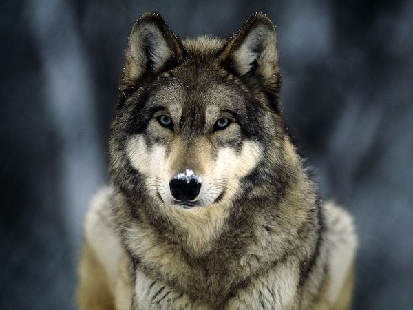 TitoWolf.jpg