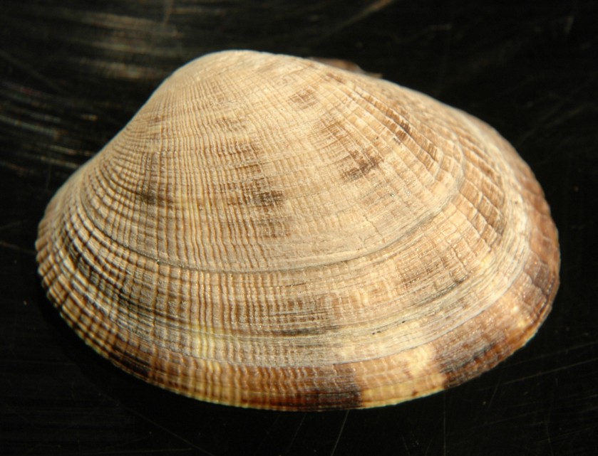 Venerupis_philippinarumNoPurpleDLC2007-02s.jpg