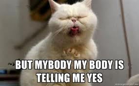 YesCat.png