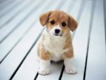 pup.jpg