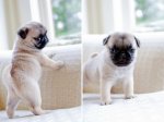 baby-pugs.jpg