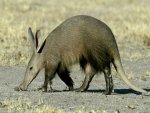 Aardvark.jpg