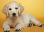 cute-puppy-cute-puppies-31727184-1064-765.jpg
