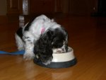 Dogs - from the computer 003.JPG