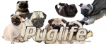 Puglife.png