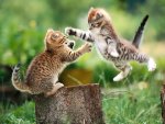 Kitten-pic-cute-kittens-16292210-1024-768.jpg