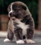 akita pup.jpg