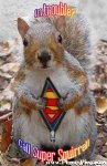 SQUIRREL.jpg