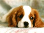 Cute-Dog-dogs-13286656-1024-768.jpg