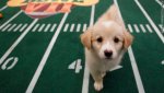 t1larg.puppy.bowl.1.jpg