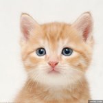 cute-cats-cats-8477446-600-600-1.jpg