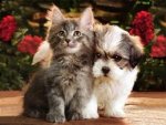 Puppy and kitty.jpg