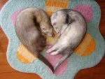 ferret-1.jpeg