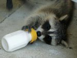Raccoon.jpeg