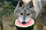 wolf-enjoys-a-watermelon-1-22357-1348675616-4_big.jpg