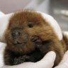 FuzzyPB