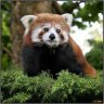 GRRR_IM_FLUFFY