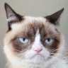 GrumpyCat