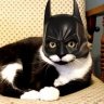 catman231