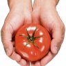 Tomato9876