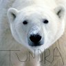 Tundra