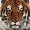 tiger5438